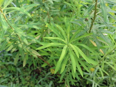 Euphorbia jolkinii