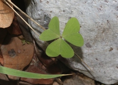 Oxalis metcalfei