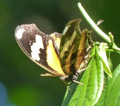 Consul fabius drurii