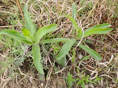 Penstemon cobaea