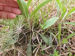 Penstemon cobaea