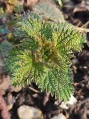 Urtica dioica dioica