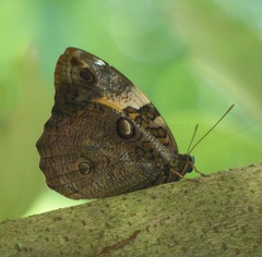 Opsiphanes invirae amplificatus