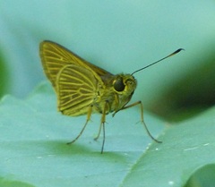 Parphorus decora