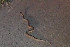Protobothrops flavoviridis