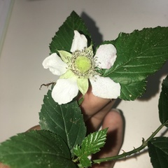 Rubus cardotii
