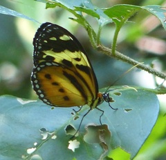 Tithorea harmonia pseudethra