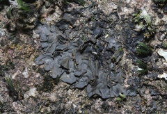 Leptogium joergensenii