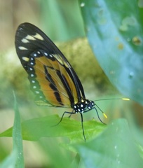 Lycorea halia discreta