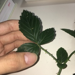 Rubus cardotii