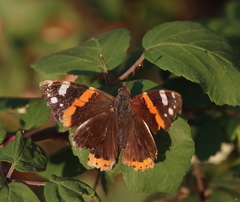 Vanessa atalanta