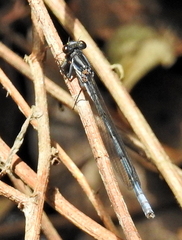 Pseudagrion furcigerum