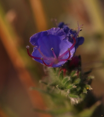 Echium vulgare