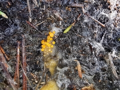 Byssonectria terrestris