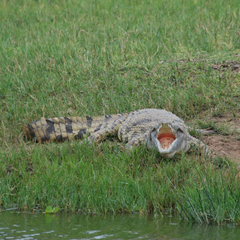 Crocodylus niloticus africanus