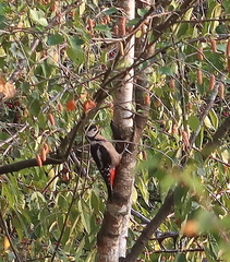 Dendrocopos major