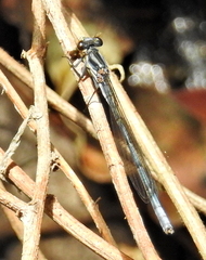 Pseudagrion furcigerum