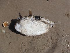 Chilomycterus mauretanicus