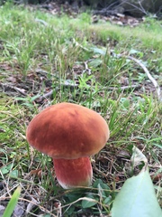 Boletaceae