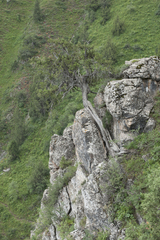 Juniperus seravschanica