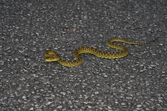 Protobothrops flavoviridis