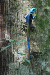 Acanthocercus ugandaensis