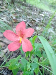 Abelmoschus sagittifolius