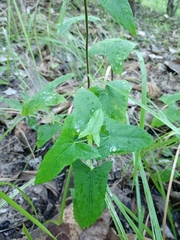 Abelmoschus sagittifolius