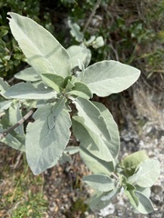 Salvia pomifera