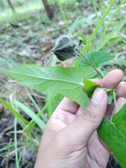 Abelmoschus sagittifolius