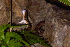 Protobothrops flavoviridis
