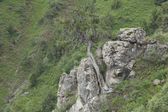 Juniperus seravschanica