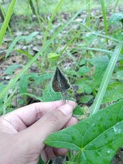 Abelmoschus sagittifolius