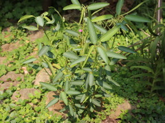 Codariocalyx motorius