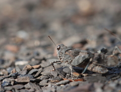 Oedipoda caerulescens