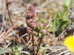 Bellevalia hyacinthoides
