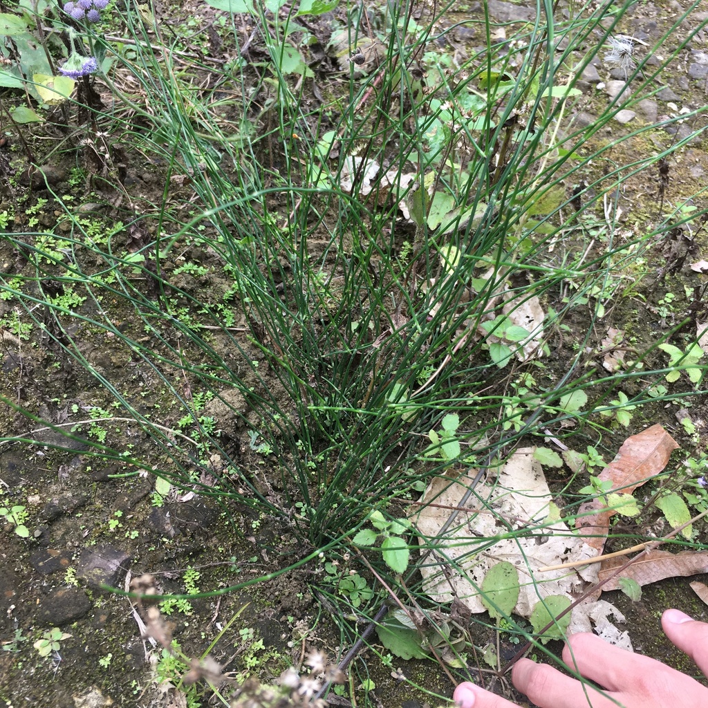 Equisetum debile (Equisetum debile)