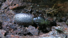 Mecodema crenaticolle