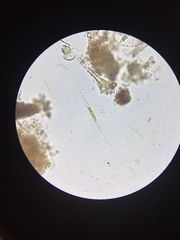 Closterium kuetzingii