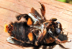 Xylocopa flavorufa