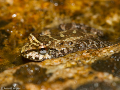 Thoropa miliaris