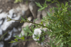 Sphaenolobium tianschanicum