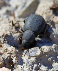 Phymatiotris quadricollis