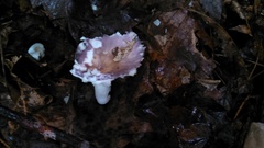 Russula sericeonitens