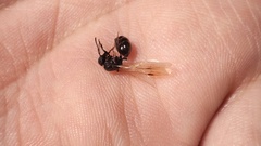 Messor aciculatus