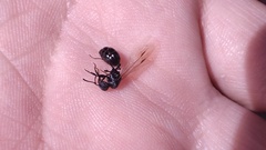 Messor aciculatus