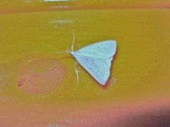 Macrochilo cribrumalis