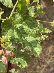 Hermannia grandifolia