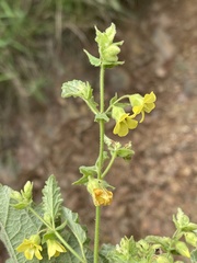 Hermannia grandifolia