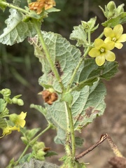 Hermannia grandifolia